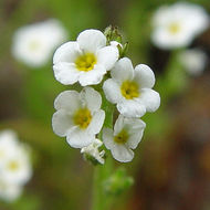 Image of stalked popcornflower