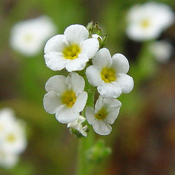 Слика од Plagiobothrys stipitatus var. micranthus (Piper) I. M. Johnst.