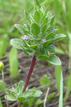 Image de Pogogyne zizyphoroides Benth.