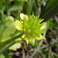Image de Ranunculus muricatus L.