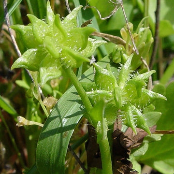 Image de Ranunculus muricatus L.