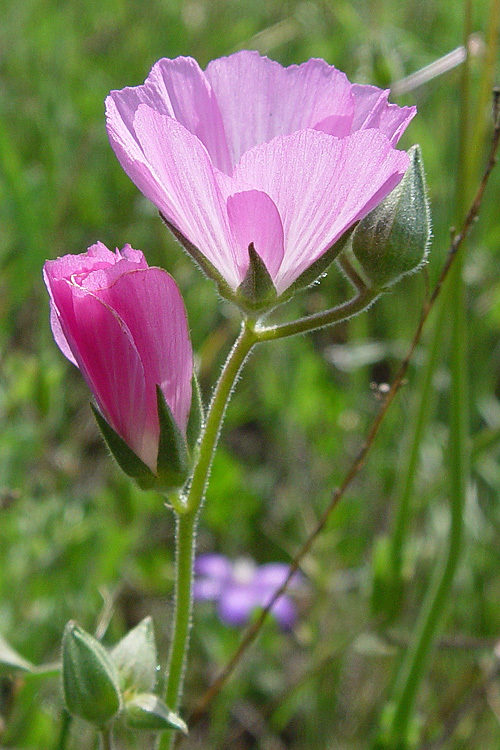 Слика од Sidalcea hirsuta A. Gray