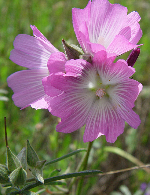 Слика од Sidalcea hirsuta A. Gray