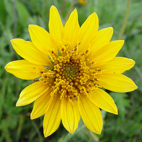 Wyethia angustifolia (DC.) Nutt. resmi