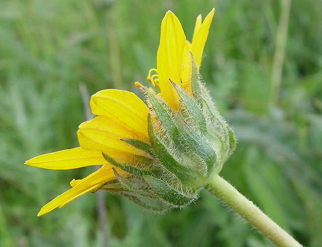 Wyethia angustifolia (DC.) Nutt. resmi