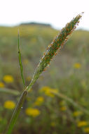 Image of Pacific foxtail