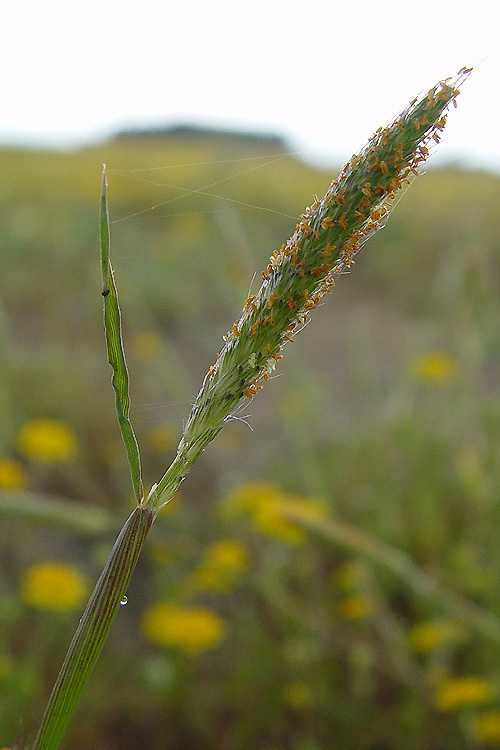 Image of Pacific foxtail