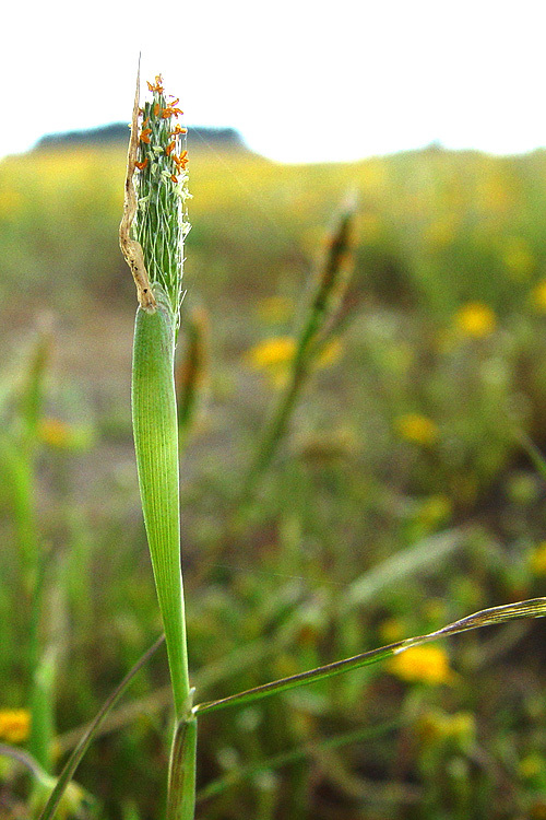 Image of Pacific foxtail