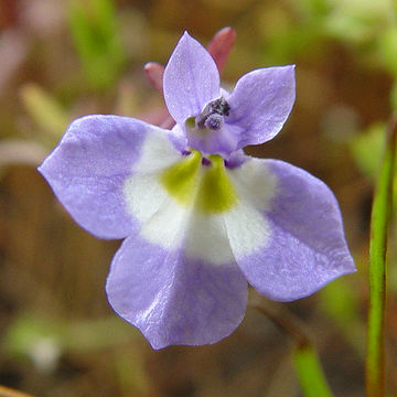 Image of Hoover's calicoflower