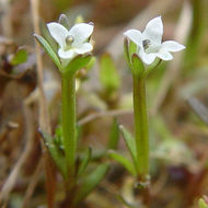 Слика од Downingia pusilla (G. Don ex A. DC.) Torr.