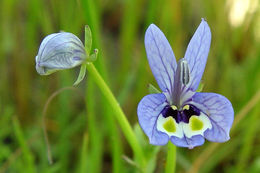 Image de Downingia insignis Greene