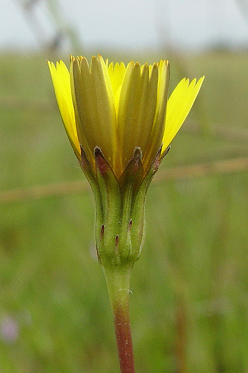 Image of lesser hawkbit