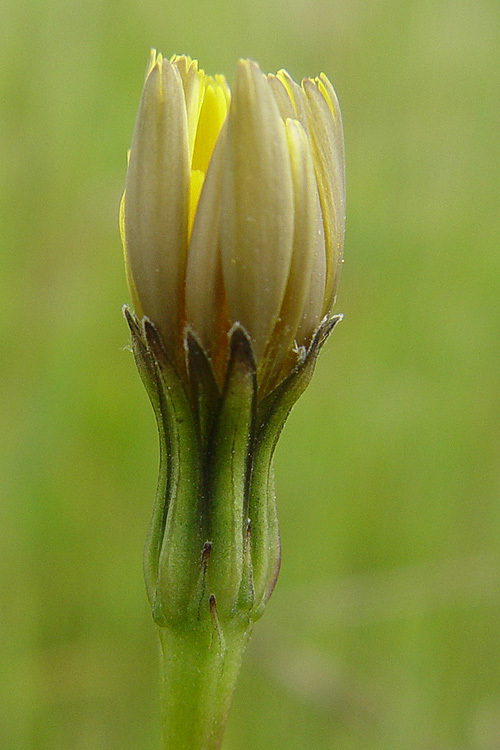 Leontodon saxatilis Lam. resmi