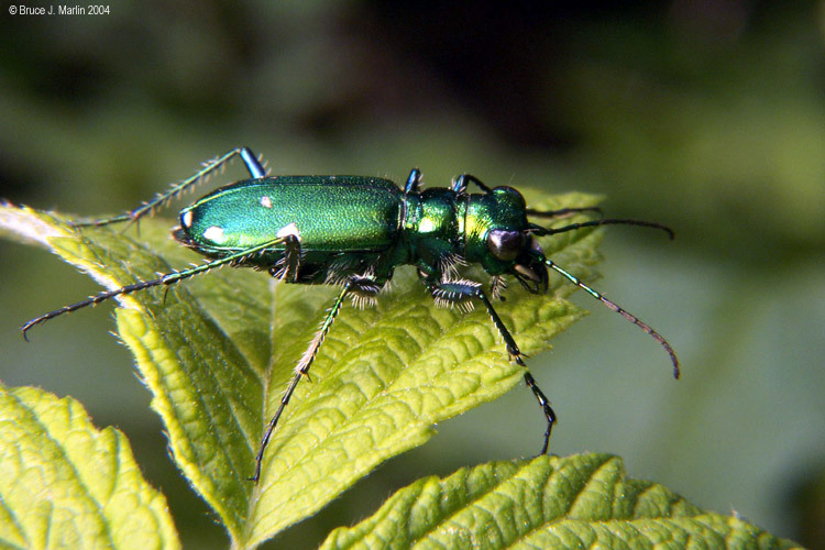 Image of Six Spotted Tiger Beetle