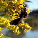 Image of Dolichovespula