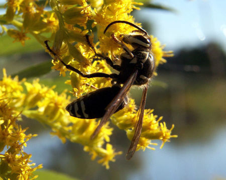 Image of Bald-faced Hornet