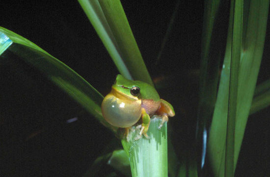 Image of Green Reed Frog