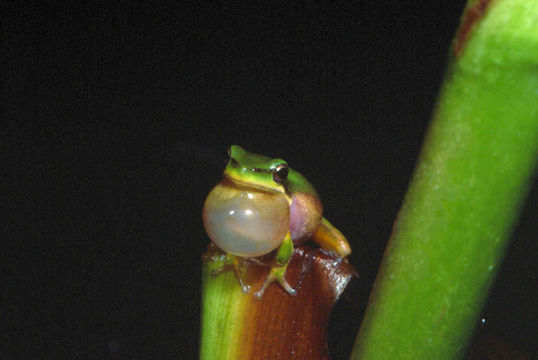 Image of Green Reed Frog