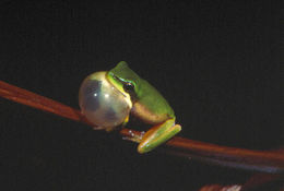 Image of Green Reed Frog