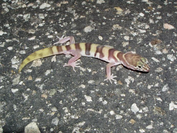 Image of Western Banded Gecko