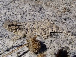 Image of Desert Horned Lizard