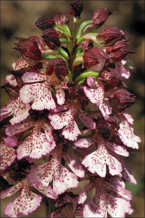 Image of Lady Orchid