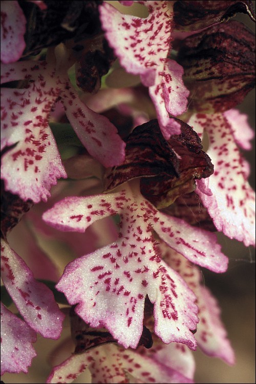 Image of Lady Orchid