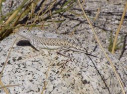 Слика од Callisaurus draconoides Blainville 1835