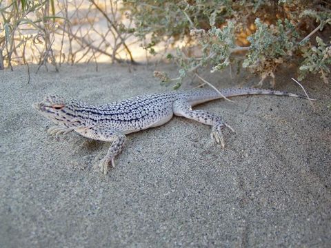 Image of Coachella Valley Fringe-toed Lizard