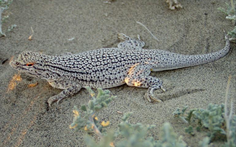 Image of Coachella Valley Fringe-toed Lizard