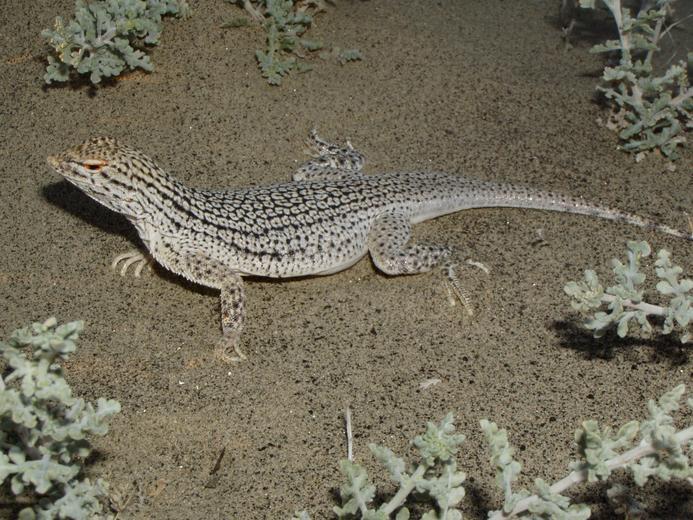 Image of Coachella Valley Fringe-toed Lizard