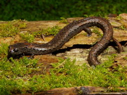 Image of Sequoia Slender Salamander