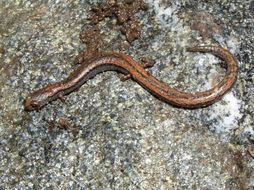 Image of Gregarious Slender Salamander