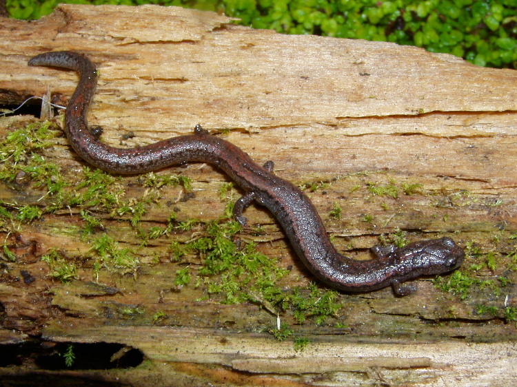 Image of Gregarious Slender Salamander