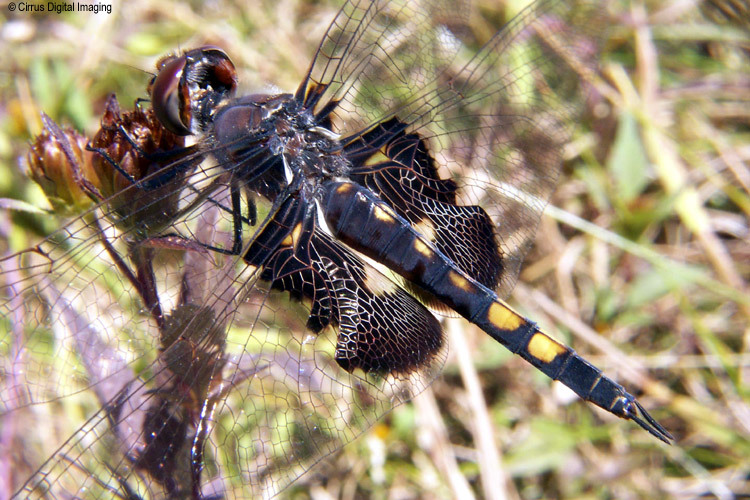 Image of Black Saddlebags