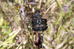 Image of Black Saddlebags