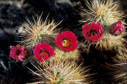 Image of Engelmann's hedgehog cactus