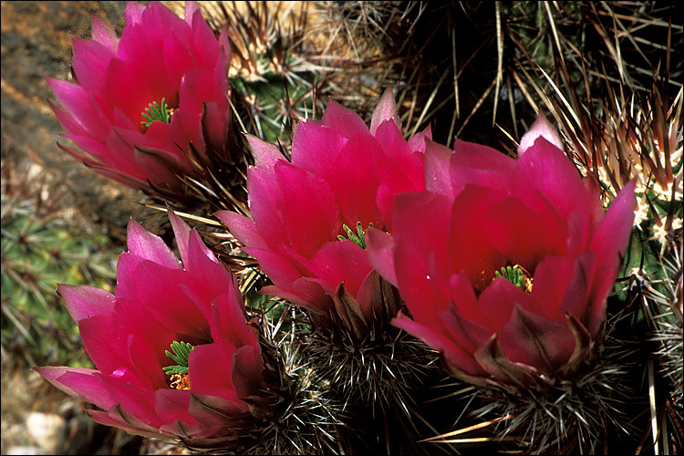 Image of Engelmann's hedgehog cactus