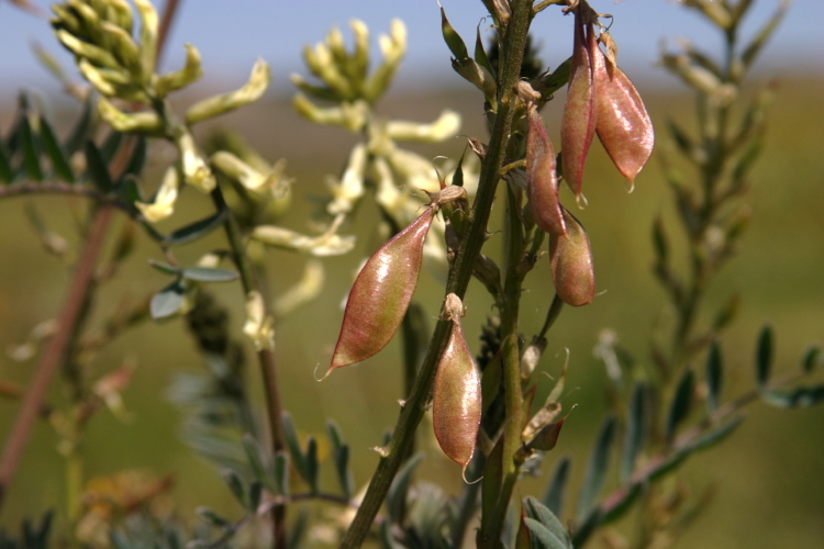 Sivun Astragalus oxyphysus A. Gray kuva