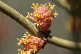 Imagem de Ephedra californica S. Watson