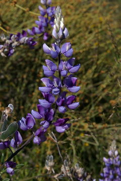 Image de Lupinus longifolius (S. Watson) Abrams