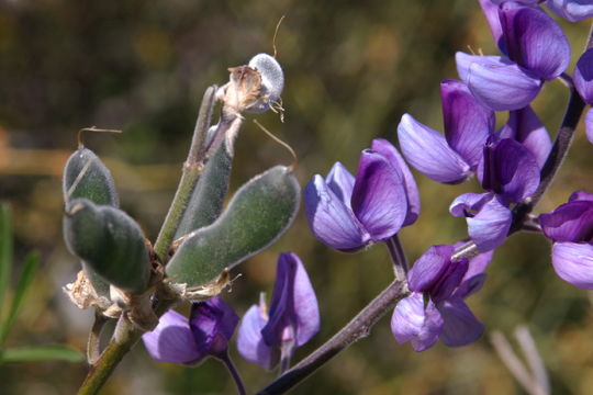 Image of longleaf bush lupine