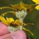 Image of common monolopia