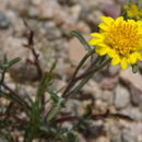 Image of yellow pincushion