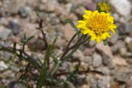 Image of yellow pincushion