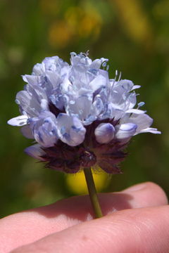 Image of bluehead gilia