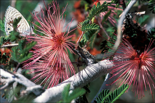 Calliandra eriophylla Benth. resmi