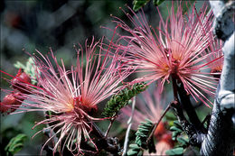 Imagem de Calliandra eriophylla Benth.