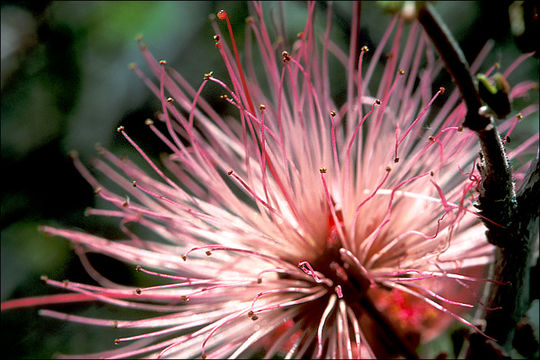 Imagem de Calliandra eriophylla Benth.