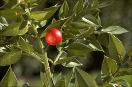 Image of Box Holly